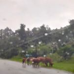 Temangan Lama