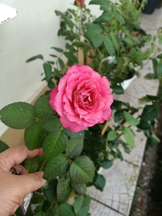 Wanda Roses Homestay Picture 9