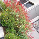 Damia Apartment