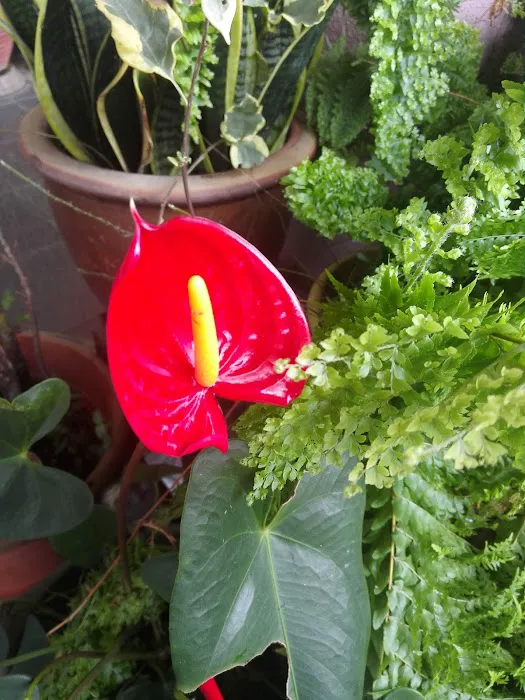 calla lily boutique hotel Picture 10