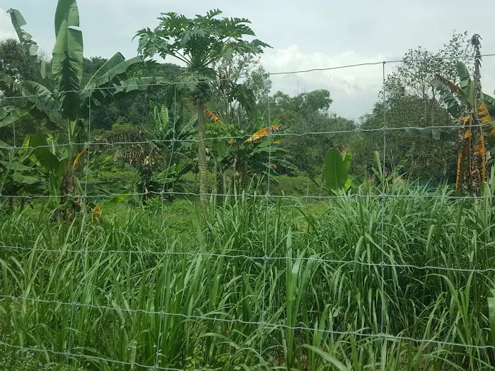 SM Villa Homestay Picture 6