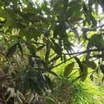 Homestay Pulau Indah aidean