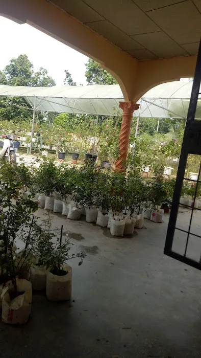 Hslz rose n garden Picture 1