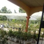 Hslz rose n garden