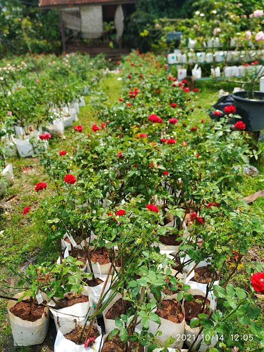 Hslz rose n garden Picture 4