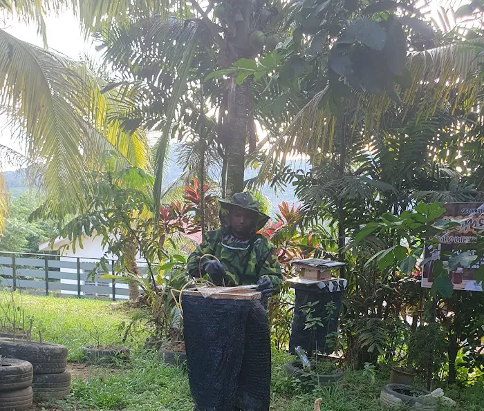 KELULUT FARM & HOMESTAY @ SG DARA (Stingless Bee Honey) Picture 3