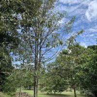 Kampung Air Taling ico