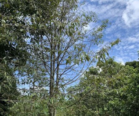 Kampung Air Taling