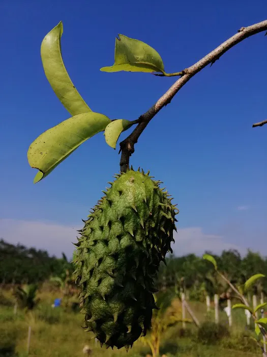 Potai Farmstay - Village Homestay in Negeri Sembilan Picture 4