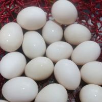 Brighton Farm Management ico
