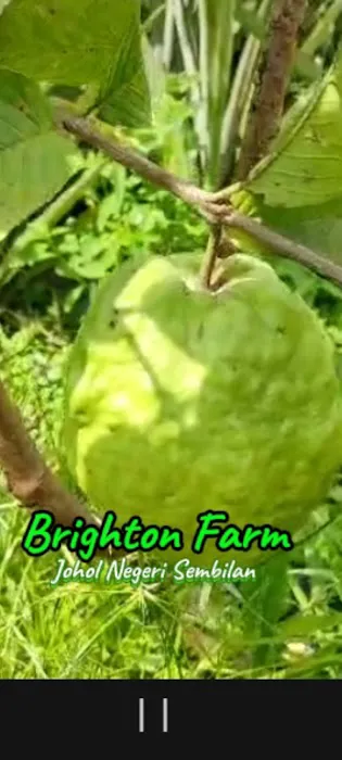 Brighton Farm Management Picture 4