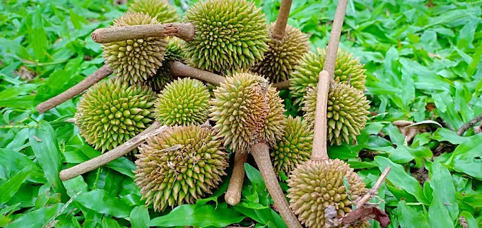 FCW RESORT Picture 6