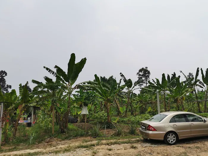 CEF Organic Farm Picture 4