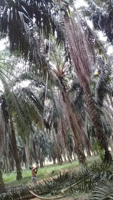 Perumahan Kakitangan Felda Lepar Hilir 6 Picture 2