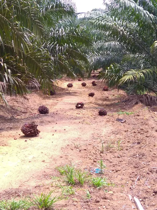 Perumahan Kakitangan Felda Lepar Hilir 6 Picture 1