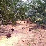 Perumahan Kakitangan Felda Lepar Hilir 6