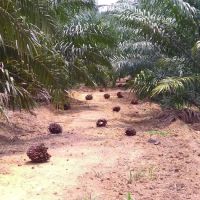 Perumahan Kakitangan Felda Lepar Hilir 6 ico
