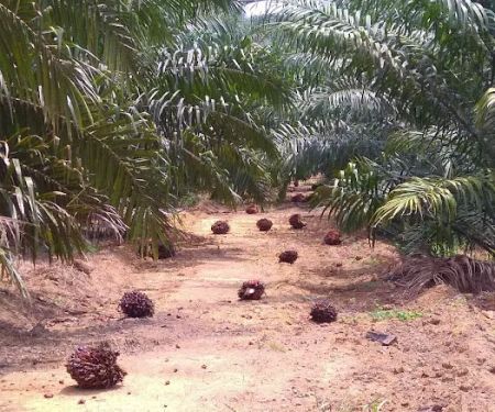 Perumahan Kakitangan Felda Lepar Hilir 6