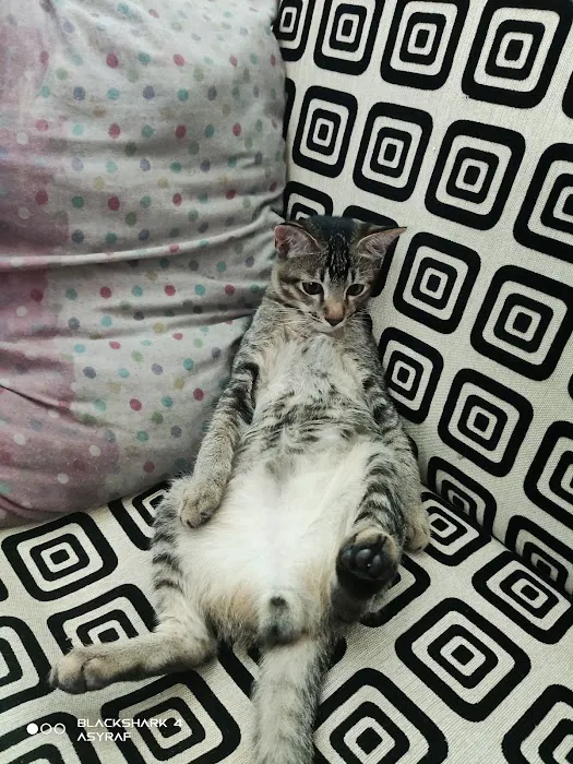 Port Foodpanda Picture 7