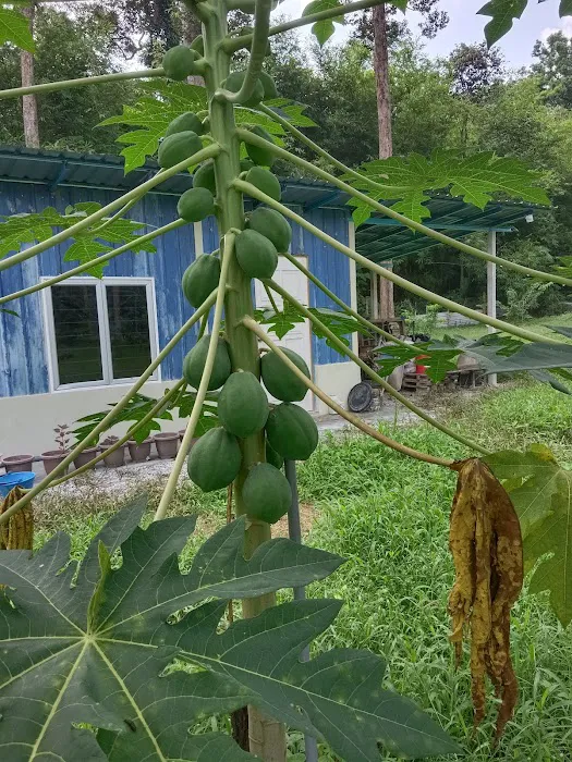 Dusun 4710 Kg. Rebai Picture 3