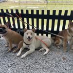 SHIBA CAMPSITE