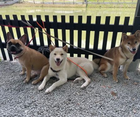 SHIBA CAMPSITE