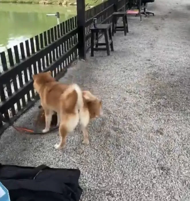 SHIBA CAMPSITE Picture 4