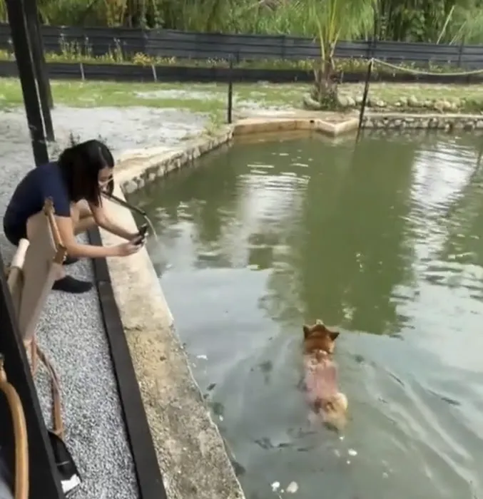 SHIBA CAMPSITE Picture 5