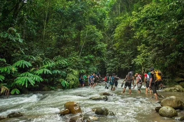 Explore Top Nature Reserves for Jungle Trekking in Malaysia for an Unforgettable Adventure