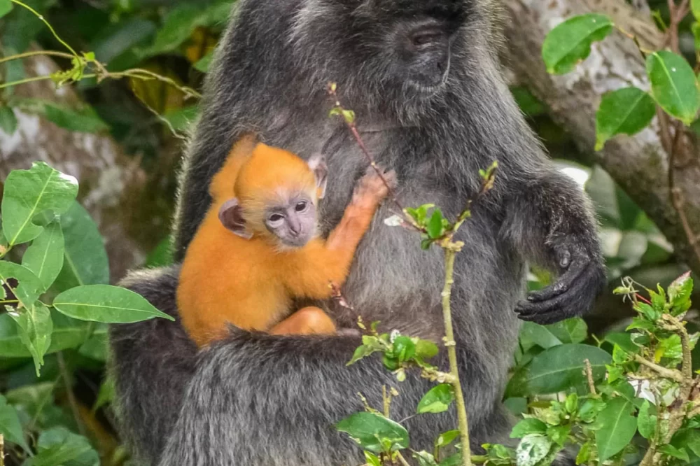 Exploring Nature Reserves with Monkeys in Malaysia: A Guide to Wildlife and Eco-Tourism