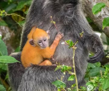 Exploring Nature Reserves with Monkeys in Malaysia: A Guide to Wildlife and Eco-Tourism