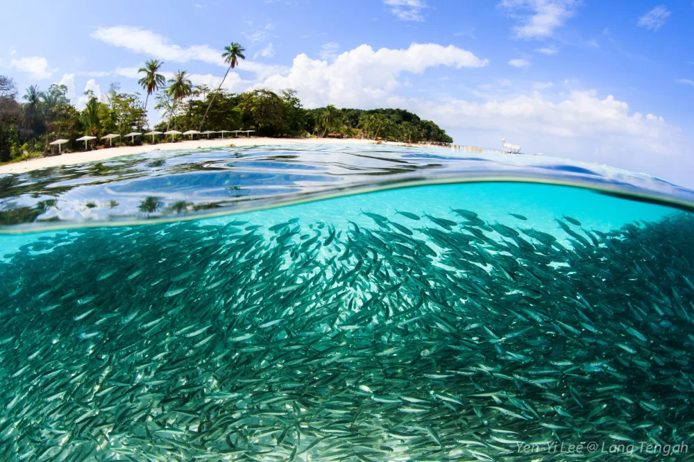 Discover Scenic Islands with Coral Reefs in Malaysia for Unforgettable Marine Adventures