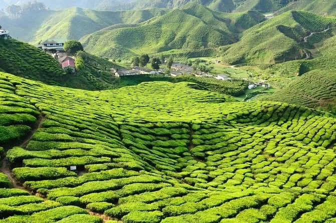 Discover Scenic Mountain Trails in Cameron Highlands for an Unforgettable Nature Experience