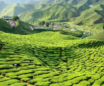 Discover Scenic Mountain Trails in Cameron Highlands for an Unforgettable Nature Experience