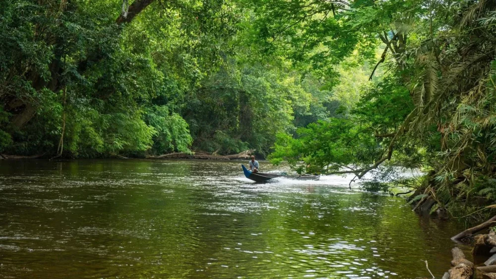 Explore Malaysia’s Best Nature Parks for Birdwatching Tours