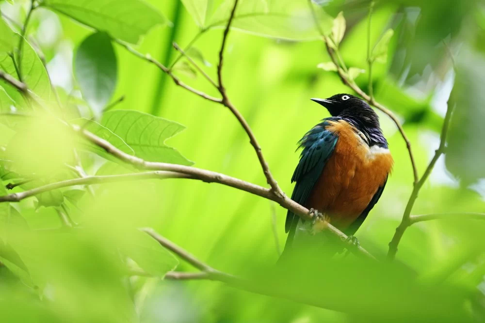Discover Malaysia’s Best Nature Reserves for Rare Birds and Wildlife