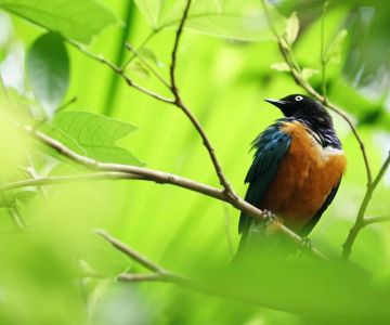 Discover Malaysia’s Best Nature Reserves for Rare Birds and Wildlife