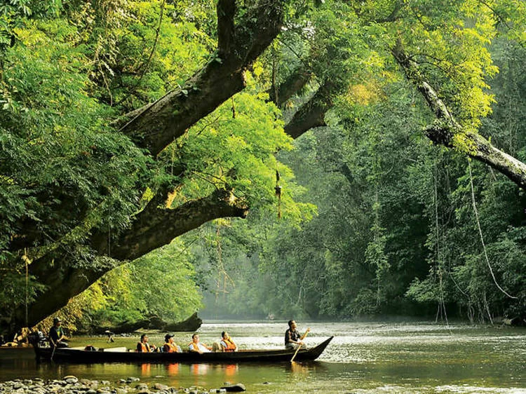 Best Nature Trails for Jungle Trekking in Malaysia: Explore the Rainforest Wonders