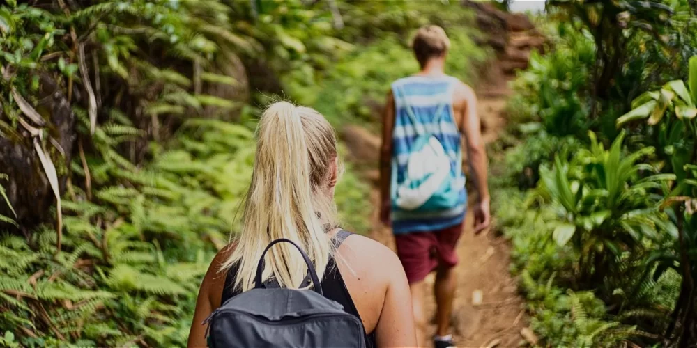 Discover Scenic Hiking Trails in Taman Negara National Park for an Unforgettable Jungle Adventure