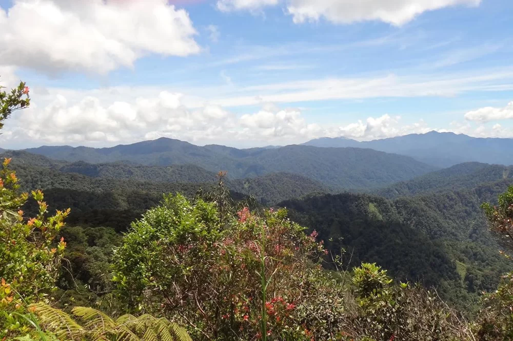 Explore the Best Nature Trails in Bukit Fraser for Scenic Hiking Adventures
