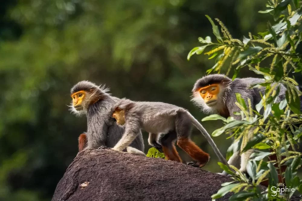 Exploring Nature Reserves with Monkeys in Malaysia: Wildlife and Eco-Tourism Highlights