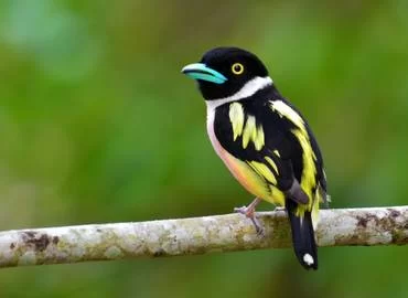 Exploring Nature Parks with Birdwatching Tours in Malaysia for Wildlife Enthusiasts