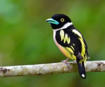 Exploring Nature Parks with Birdwatching Tours in Malaysia for Wildlife Enthusiasts