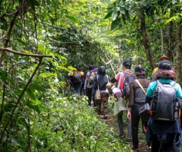Top Nature Reserves for Jungle Trekking in Malaysia: Explore the Wild