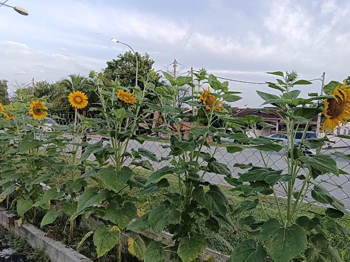 Sweet Home Sun Flower 🌺 Picture 1