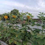 Sweet Home Sun Flower 🌺