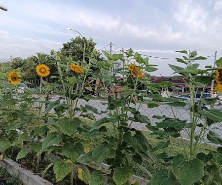 Sweet Home Sun Flower 🌺