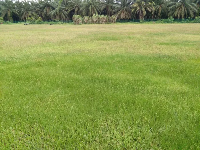 Inapan Tepi Sawah Picture 3