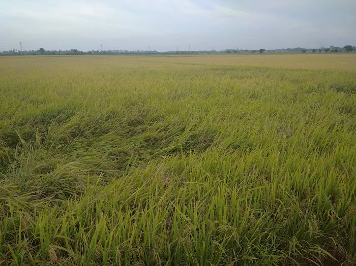 Inapan Tepi Sawah Picture 10