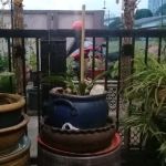 Mama Garden